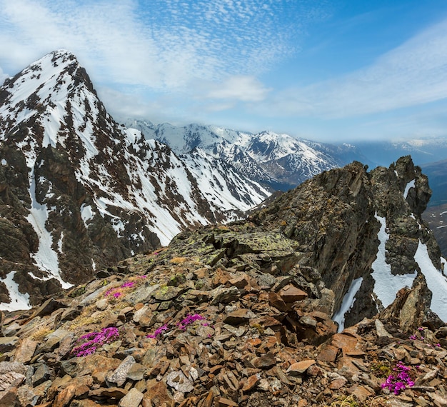 Alp flowers over mountain precipice and clouds