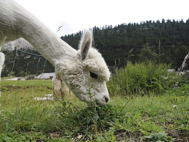 Alpaca adorable fluffy portrait looking at you