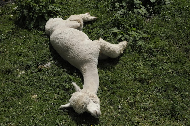 Alpaca adorable fluffy portrait relaxing on grass