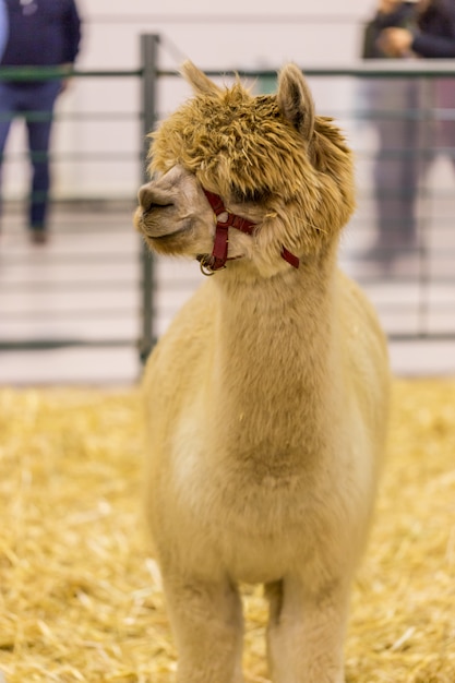 Alpaca in corral on exhibition