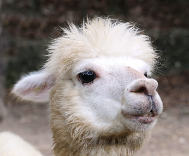 Alpaca head