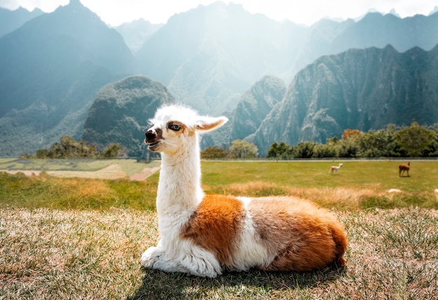 Alpaca lying in the ruins of Machu Picchu