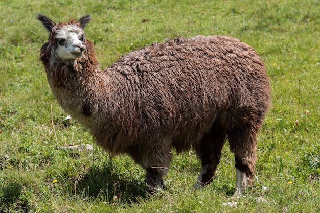 Alpaca portrait while looking at you