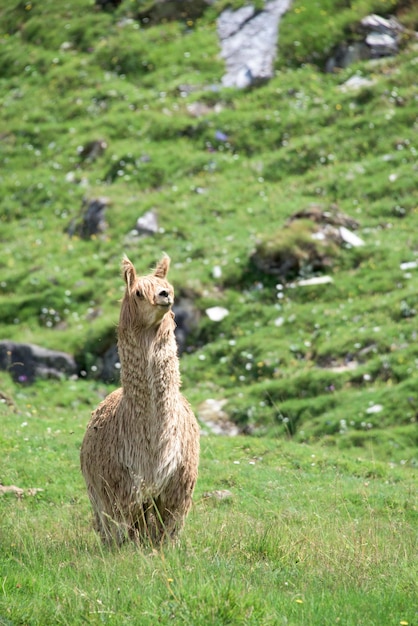 Alpaca portrait while looking at you