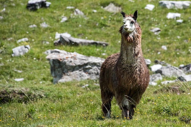 Alpaca portrait while looking at you