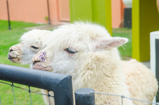 Alpaca portrait in zoo