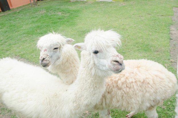 Alpaca portrait in zoo