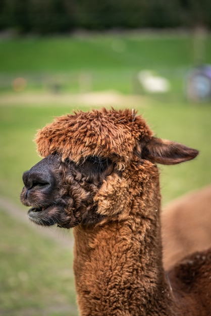 Alpaca With Natural View