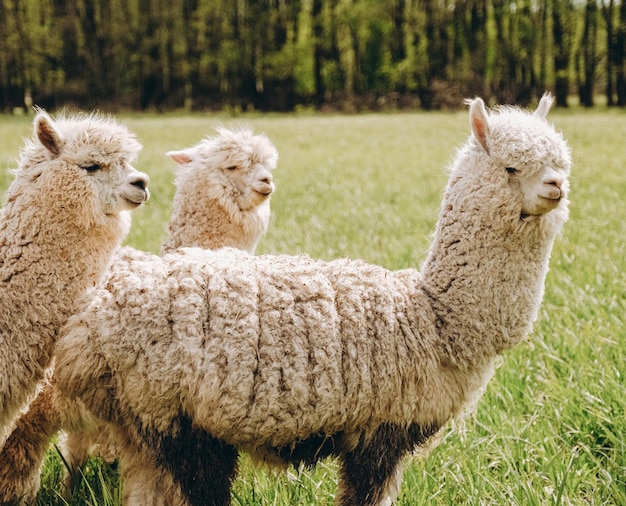 Alpacas graze in the spring meadow high in the mountains