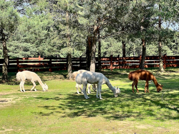 Alpacas grazing on the grass in the yard