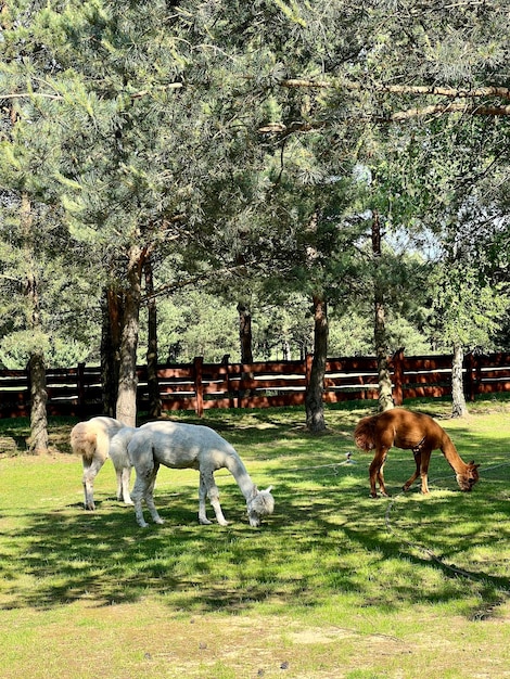 Alpacas grazing on the grass in the yard