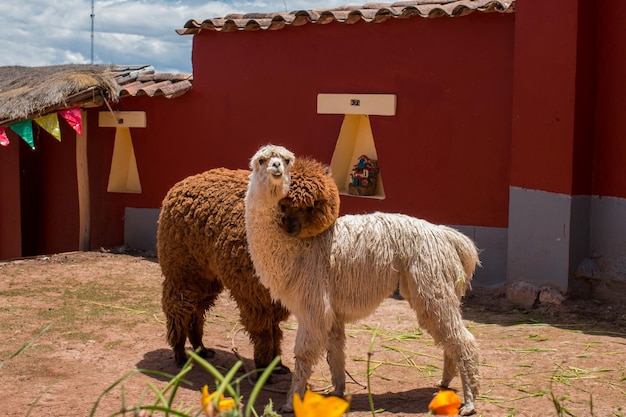 Photo alpacas hugging near cusco peru