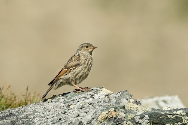 Alpine accentor on a rock