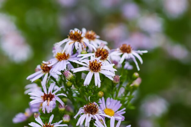 Photo alpine aster aster alpinus garden perennial plants with purple flowers