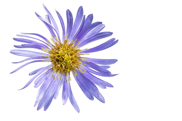 Alpine aster flower isolated