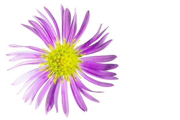 Alpine aster flower White isolated background Closeup Macro shooting Concept for printing and design