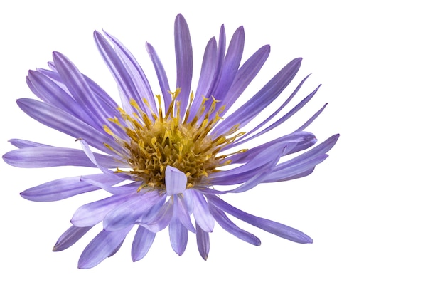 Alpine aster flower White isolated background Closeup Macro shooting Concept for printing and design