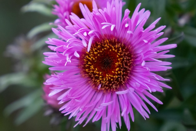 Alpine aster rosebud closeup flowering