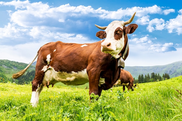 Alpine cow in a field