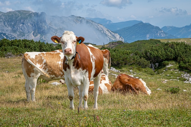 The Alpine cows graze in a mountain meadow in summer time