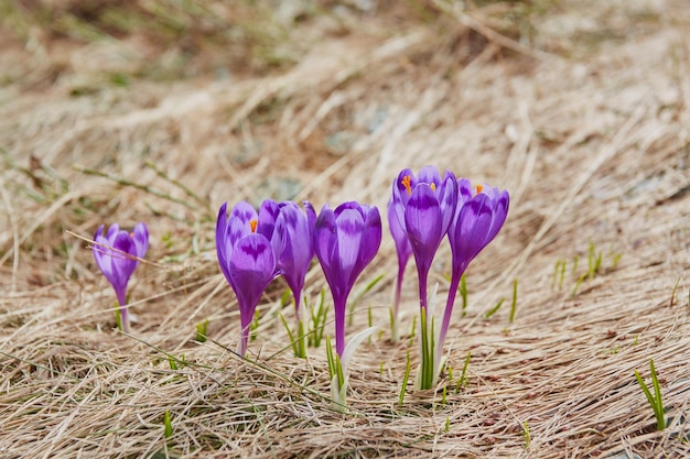 Alpine crocuses blossom in the mountains of the Carpathians on top of the mountain