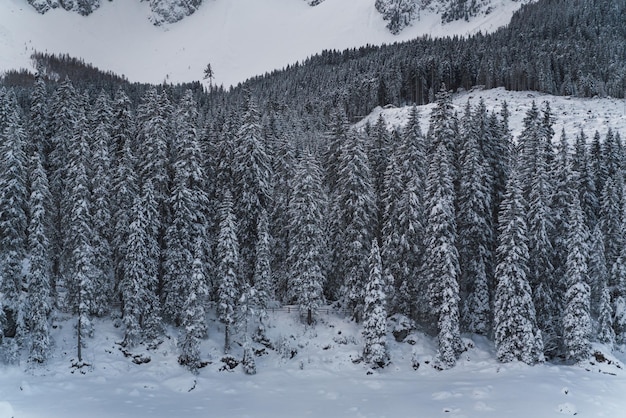 Alpine forest after a heavy snowfall