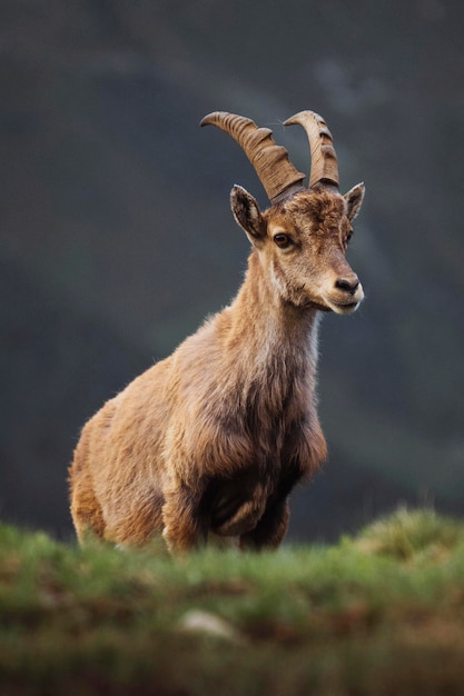 Alpine ibex in Chamonix Alps in France