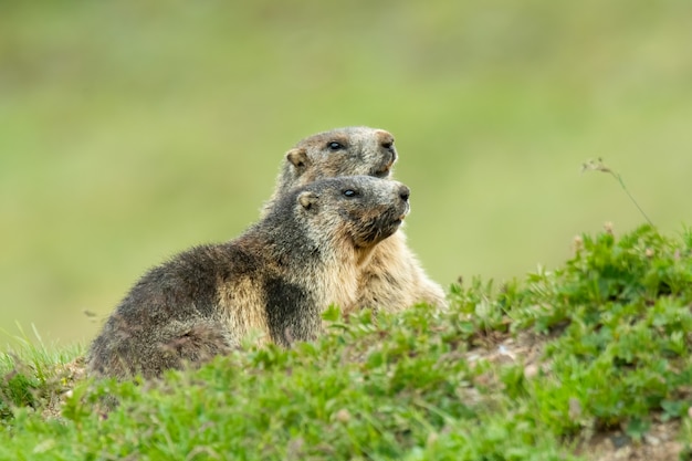 Alpine marmot with soft green background