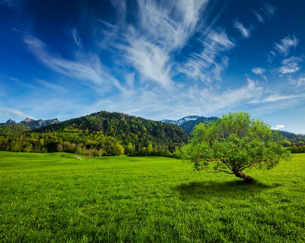 Alpine meadow in Bavaria, Germany