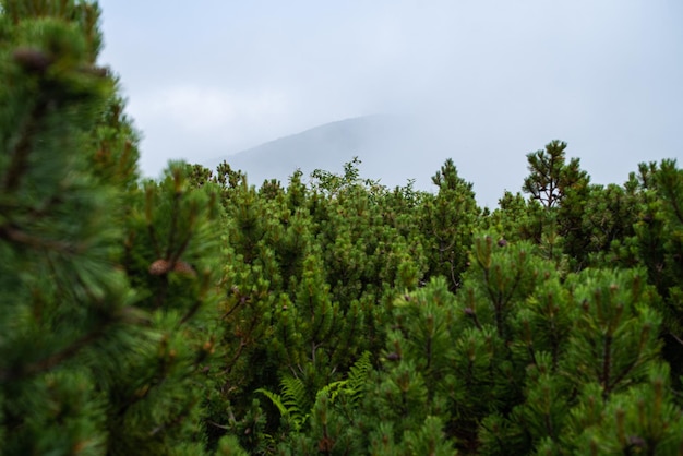 Alpine meadow vegetation