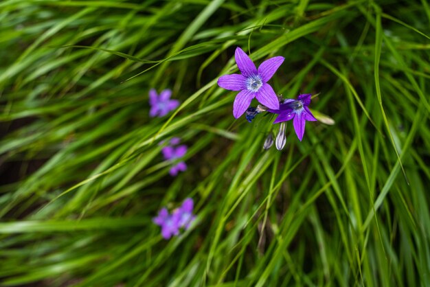 Alpine meadow vegetation