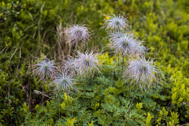 Alpine meadow vegetation