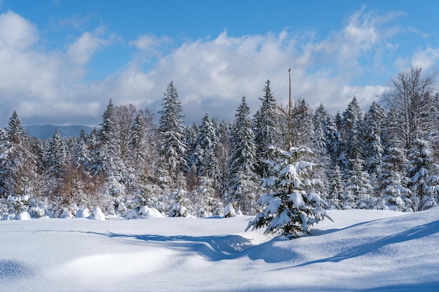 Alpine mountain snowy winter fir forest with snowdrifts