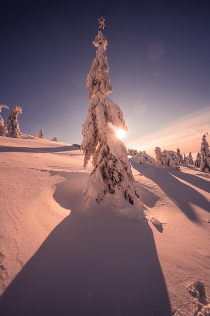 Alpine mountains landscape with white snow and blue sky Sunset winter in nature Frosty trees under warm sunlight Wonderful wintry landscape