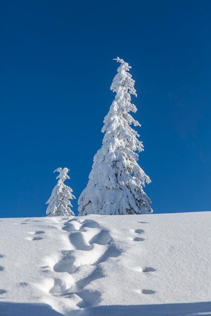 Alpine mountains landscape with white snow and blue sky Sunset winter in nature Frosty trees under warm sunlight