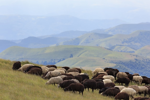 Alpine pasture in the forest for sheep and rams.