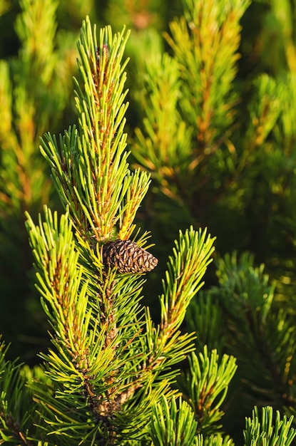 Alpine pine conifer evergreen tree branches with cones