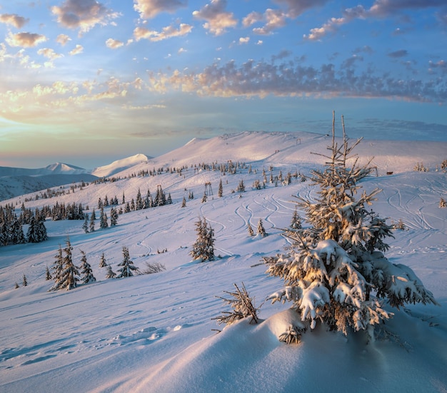 Alpine resort ski slopes and lifts Pre sunrise morning Svydovets mountain ridge and snowcovered fir trees view Dragobrat Ukraine Carpathians