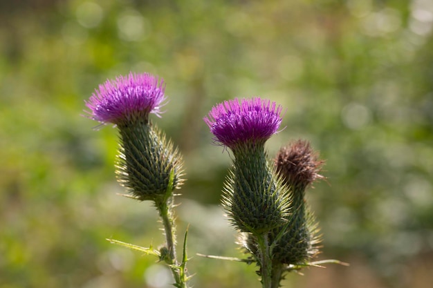 The alpine thistle Carduus defloratus even mountainthistle called is a plant from the genus of carduus Carduus