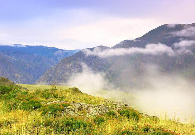 Alpine vegetation on the rocks under the blue sky Siberia Russia