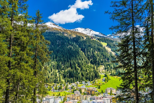 Alps Mountains covered with pine forest Davos Graubuenden Sw