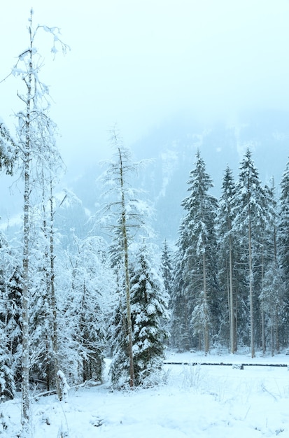 Alps overcast winter mountain landscape with fir forest and snowfall (Austria, Tirol).