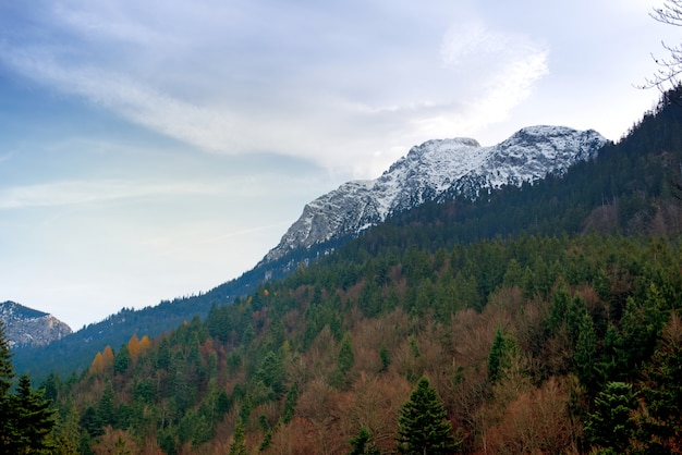 Alps with Pine trees forest landscape