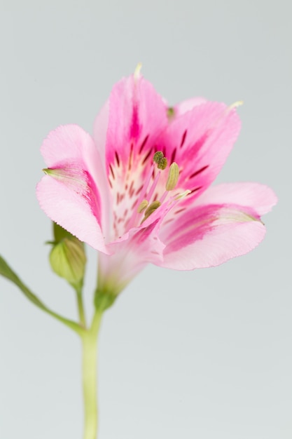 Alstroemeria flower close up isolated in gray surface