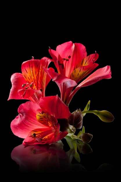 Alstroemeria flower isolated on black