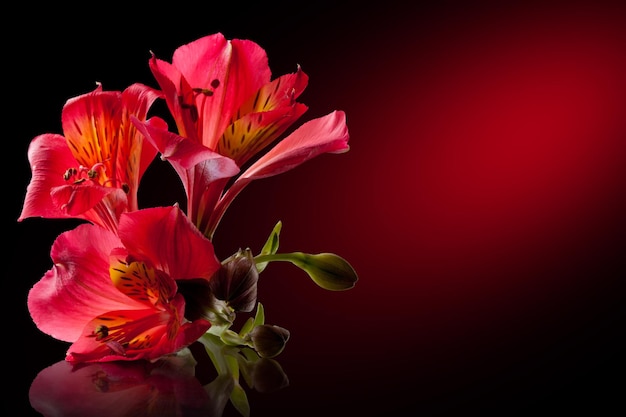 Alstroemeria flower isolated on black