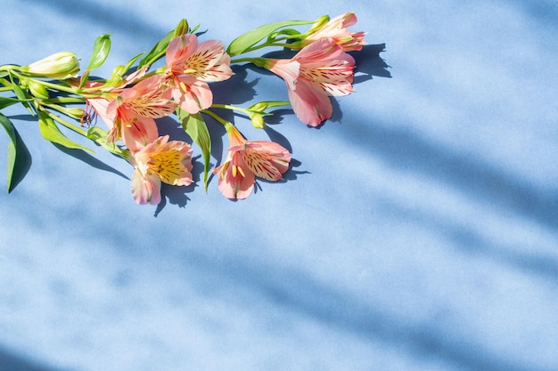 Alstroemeria flowers on blue background in sunlight