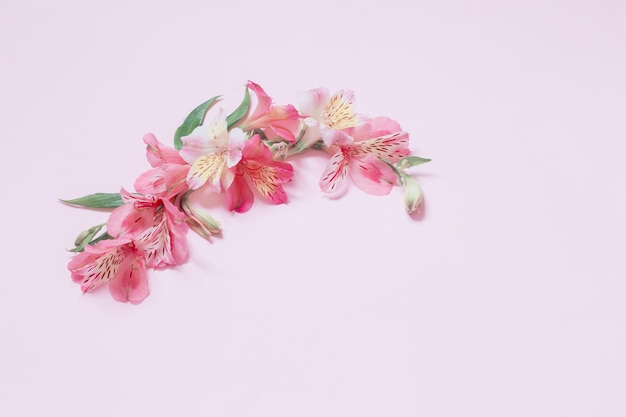 Alstroemeria flowers on pink background