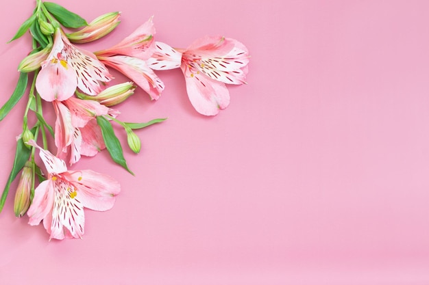 Alstroemeria flowers on pink background