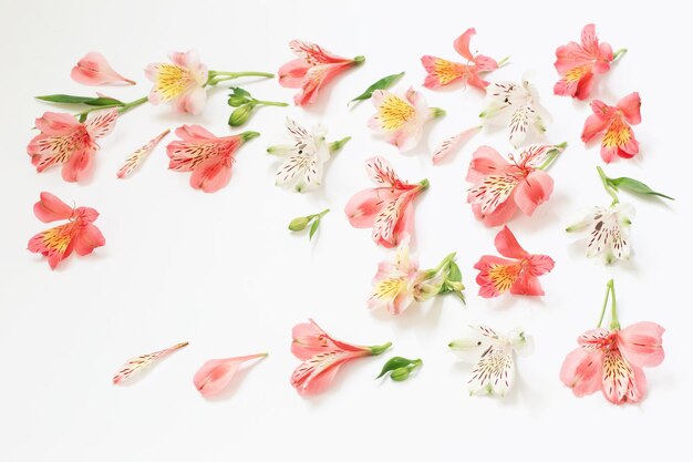 Alstroemeria flowers on white background